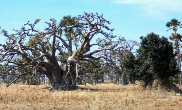 Sénégal – Saveur Nature